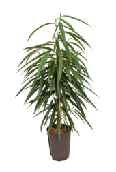 Hydroplant Ficus Binnendijkii Alii