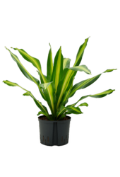 Hydroplant Dracena Fragrans Burley