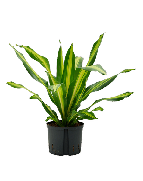 Hydroplant Dracena