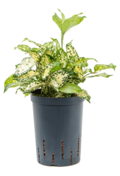 Hydroplant Dracena Godseffiana