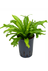 Hydroplant Asplenium Antiquum Amy