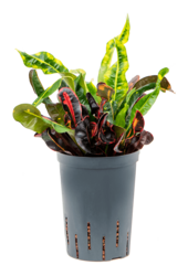 Hydro Roślina Kroton (Codiaeum) Variegatum Mammi