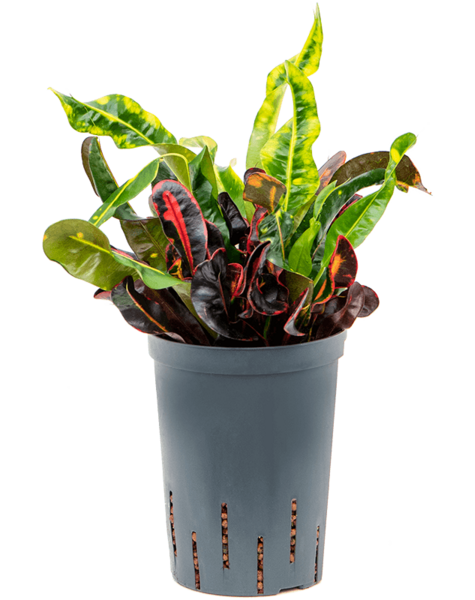 Hydro Roślina Kroton