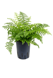 Hydroplant Asplenium Dimorphum Parvati