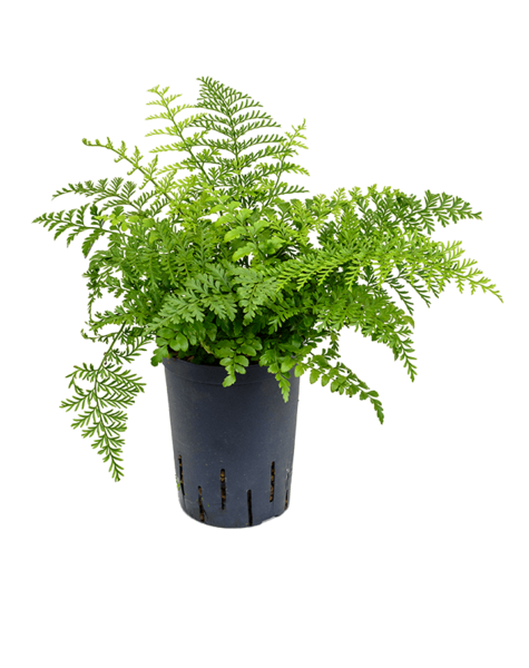 Hydroplant Asplenium