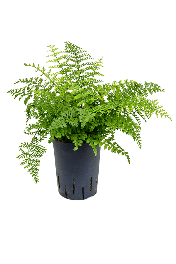 Hydroplant Asplenium Dimorphum Parvati