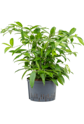 Hydroponiczna Dracena Surculosa