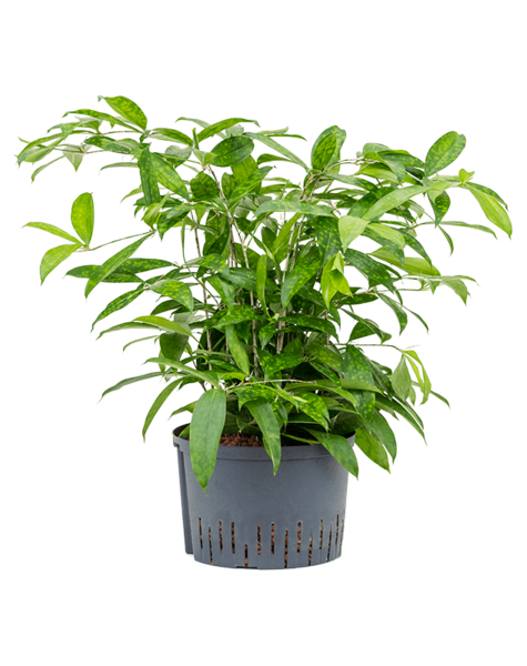 Hydroponiczna Dracena