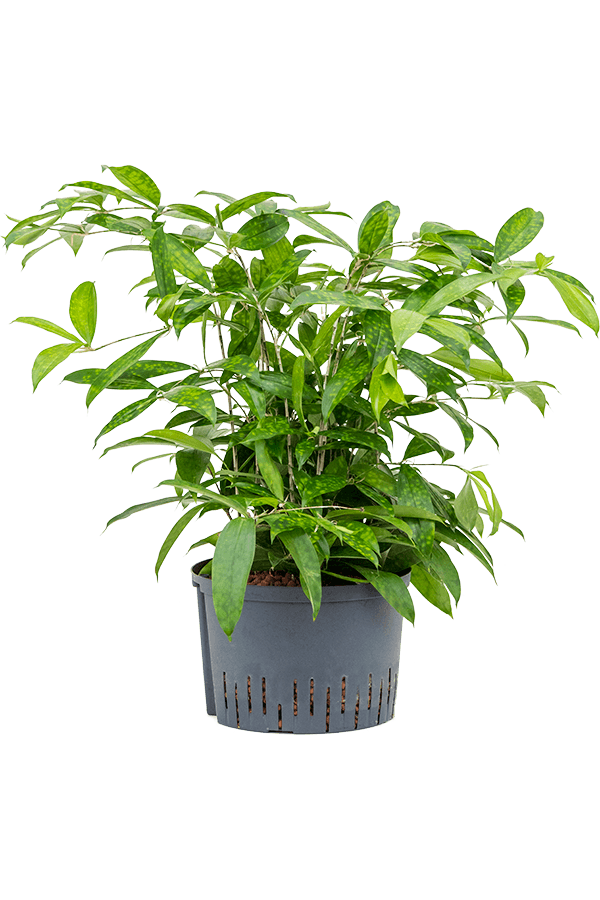 Hydroplant Dracaena Surculosa