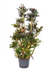 Hydroplant Croton (Codiaeum) Variegatum Mammi