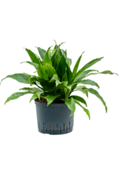 Hydroplant Dracena Fragrans Janet Craig