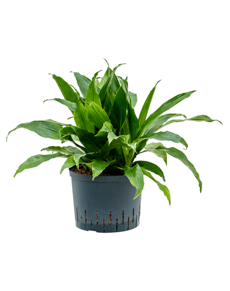 Hydroplant Dracena