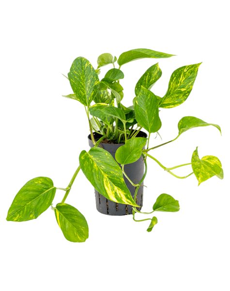 Hydroplant Scindapsus