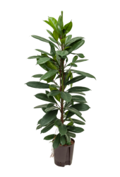 Roślina hydroponiczna Fikus Cyathistipula