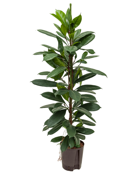 Roślina hydroponiczna Fikus