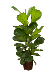 Hydroplant Ficus Lyrata