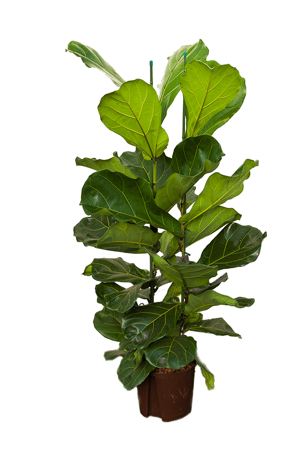 Hydroplant Ficus Lyrata
