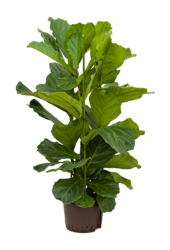 Hydroplant Ficus Lyrata