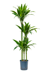 Hydroplant Dracaena Fragrans Arturo