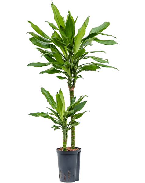 Hydroplant Dracena