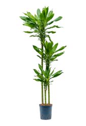 Hydroplant Dracaena Fragrans Burundii