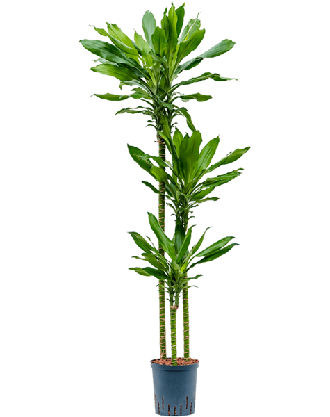 Hydroplant Dracaena