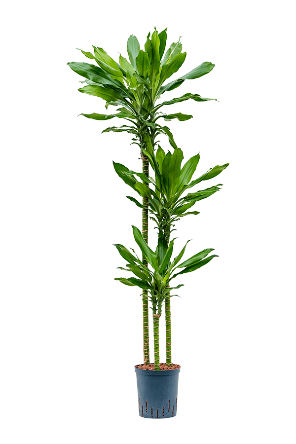 Hydroplant Dracaena Fragrans Burundii