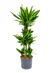 Hydroplant Dracaena Fragrans Cintho