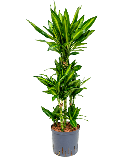 Hydroplant Dracaena