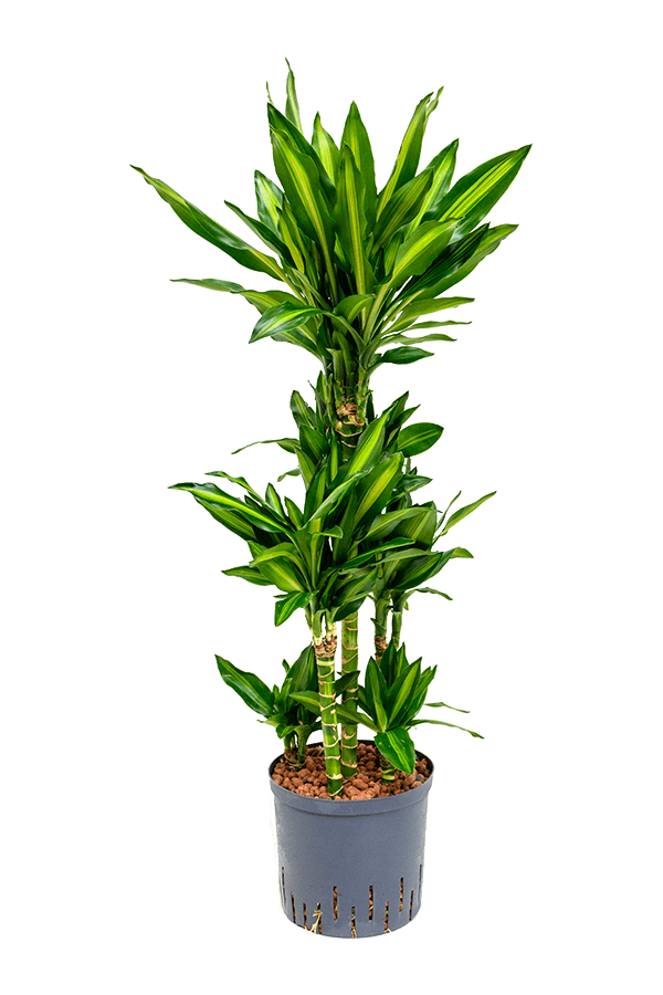 Hydroplant Dracaena Fragrans Cintho