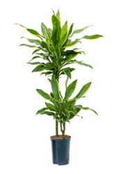Hydroponiczna Dracena Fragrans Golden Coast
