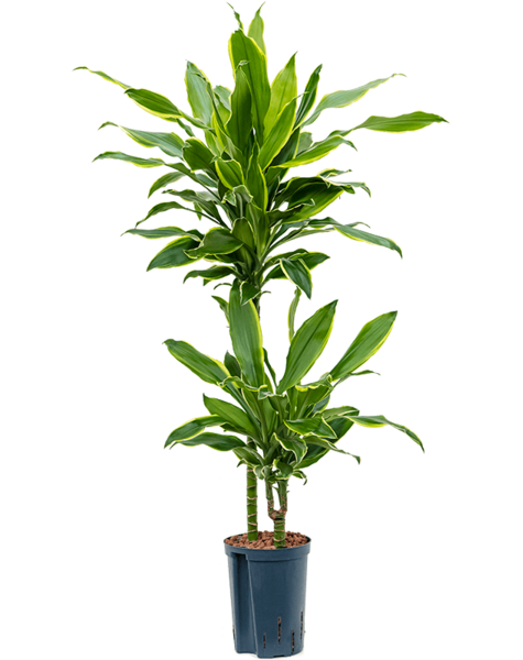 Hydroplant Dracaena