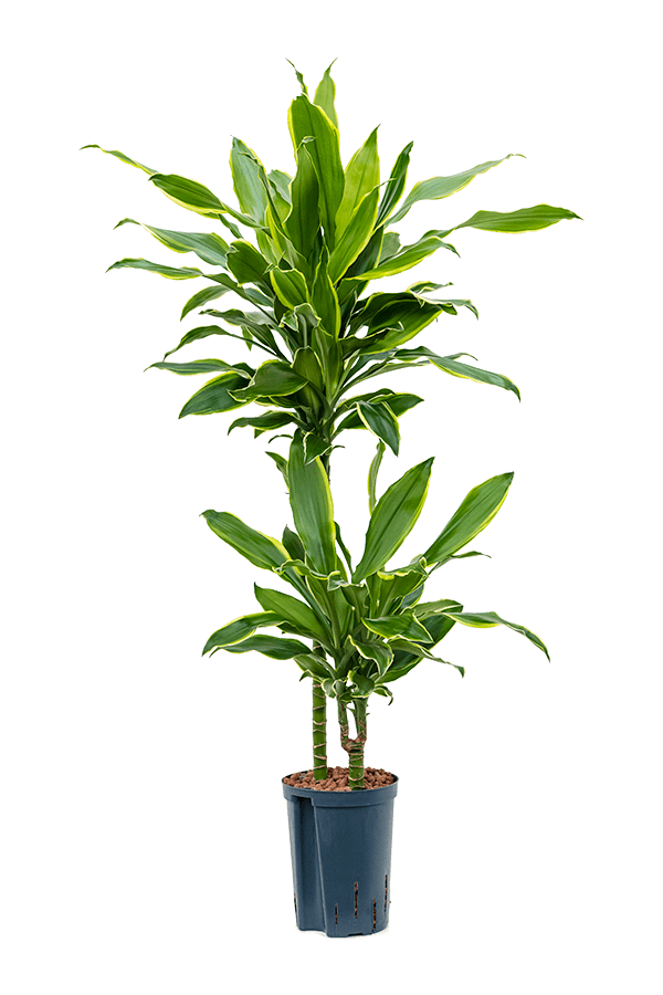 Hydroponiczna Dracena Fragrans Golden Coast