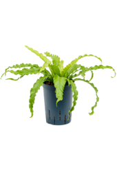 Hydro Roślina Asplenium Antiquum Osaka