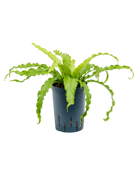 Hydro Roślina Asplenium