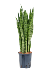 Hydroplant Sansevieria Zeylanica