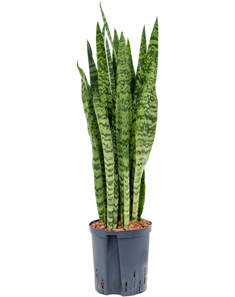 Hydroplant Sansevieria