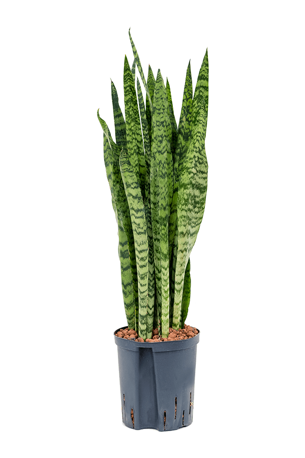 Hydroplant Sansevieria Zeylanica