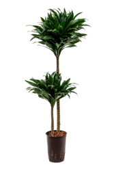 Hydroplant Dracaena Fragrans Compacta