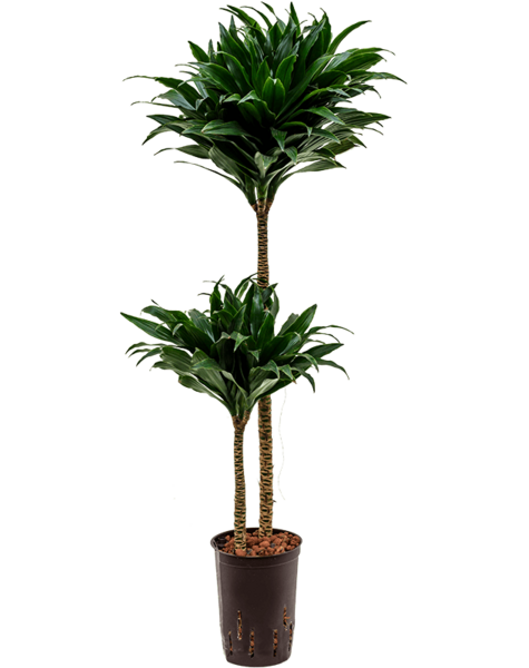 Hydroplant Dracaena