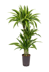 Hydroplant Dracaena Fragrans Lemon Lime