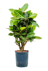 Hydrokultura Kroton (Codiaeum) Variegatum Petra