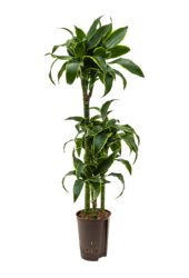 Hydroplant Dracaena Fragrans Dorado