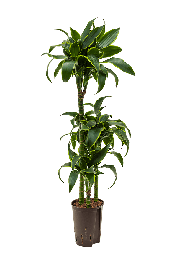 Hydroplant Dracena Fragrans Dorado