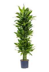 Hydroplant Dracena Fragrans Golden Coast