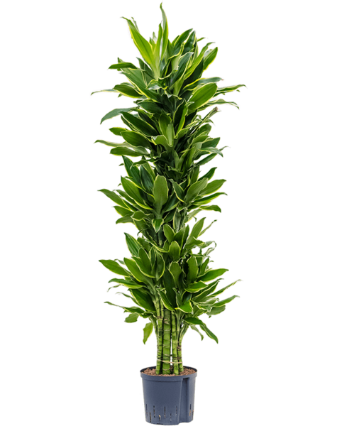 Hydroplant Dracaena