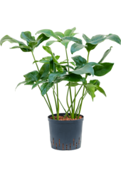Hydroplant Philodendron Green Wonder