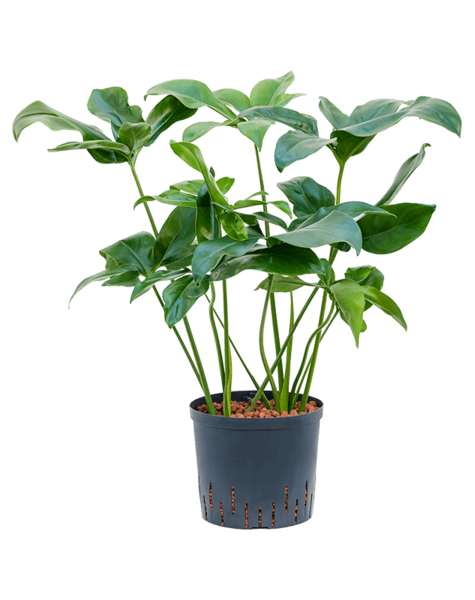 Hydroplant Philodendron