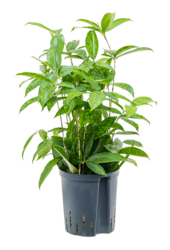 Hydroplant Dracaena Surculosa