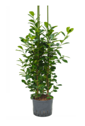 Hydroplant Ficus Microcarpa Moclame